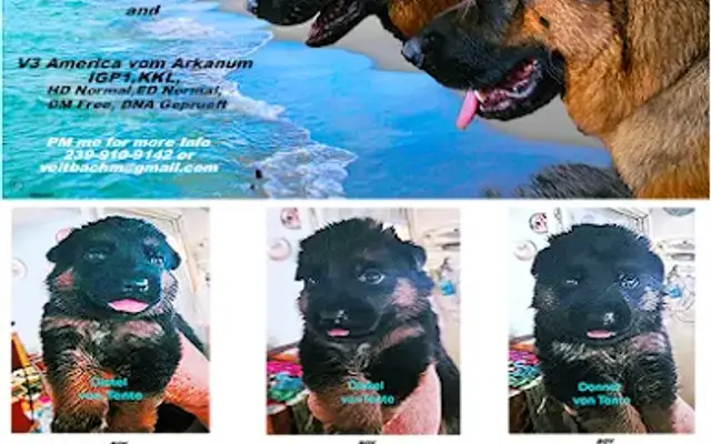 Aas Von Tente Kennels in Fort Myers, FL