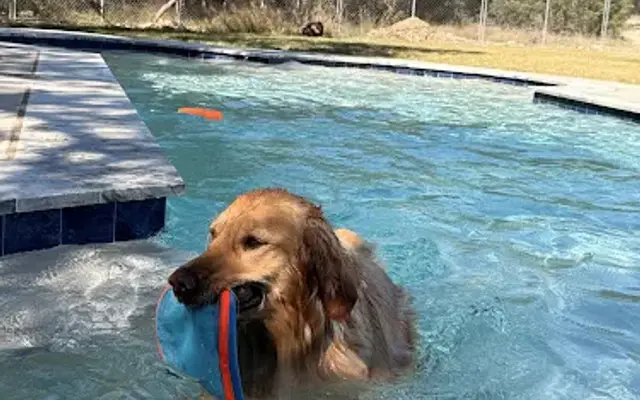 Dog Camp Pet Resort in Driftwood, TX