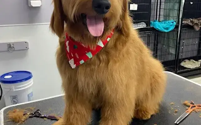 Grooming Station LLC in Solon, OH