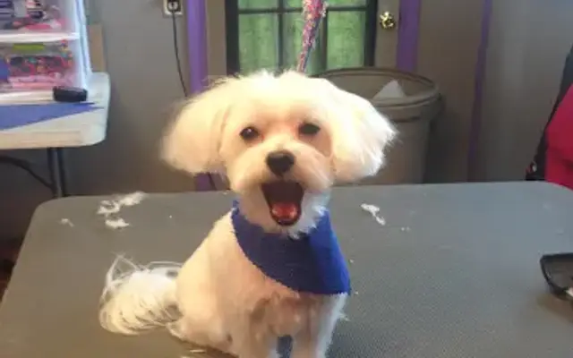 classy canine grooming by sole' in Galveston, TX