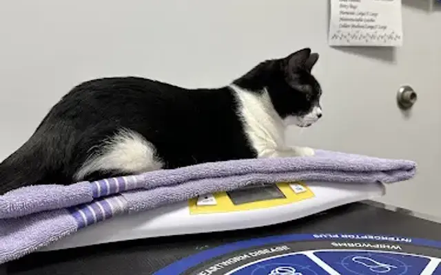 My Pet's Vet Eastgate in Cincinnati, OH