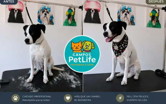 Campos PetLife Grooming & Care in Miami, FL