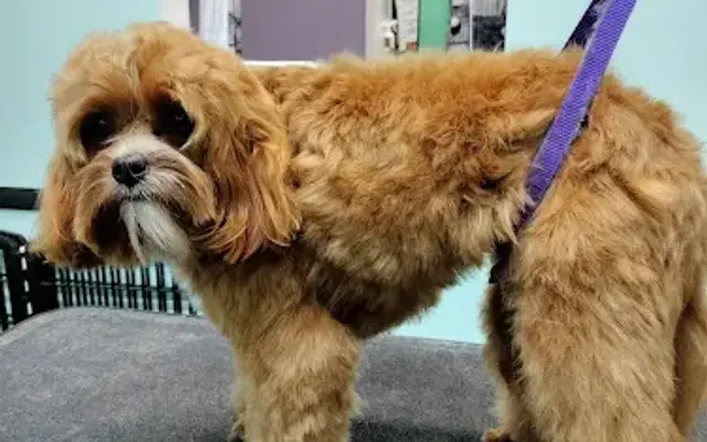 Top Dog Pets-Grooming in Sarasota, FL