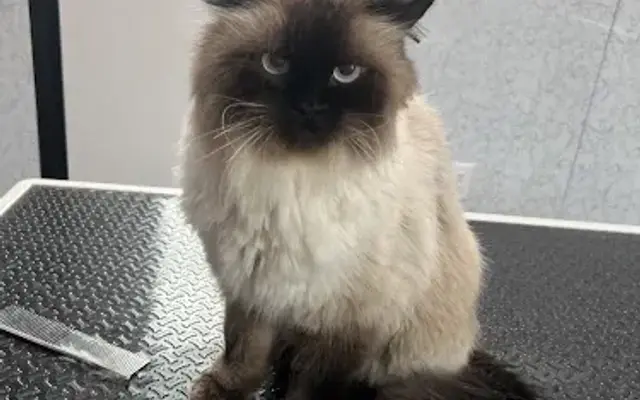 Moving ‘N Grooming Mobile Spa in Macomb, MI
