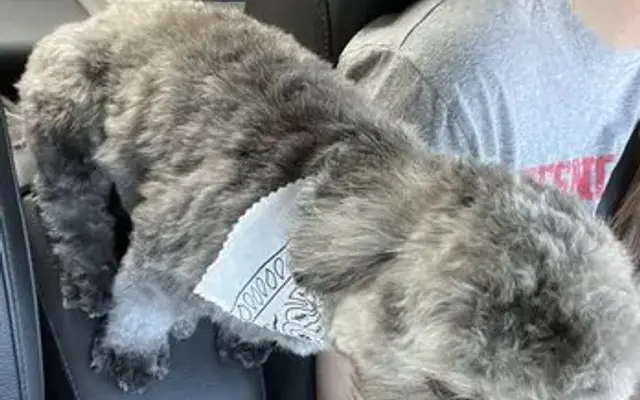 Angel Grooming in Los Angeles, CA