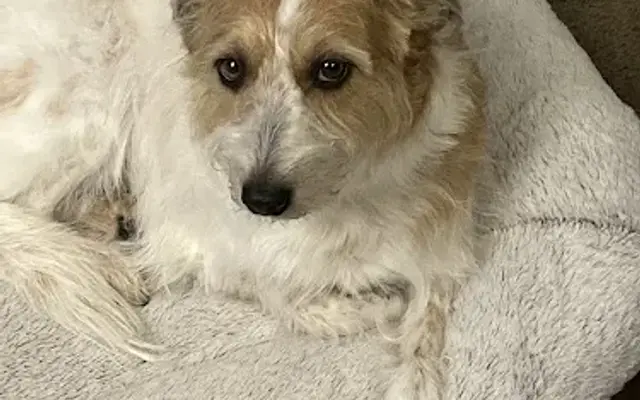 Good Dog Grooming in Glen Gardner, NJ