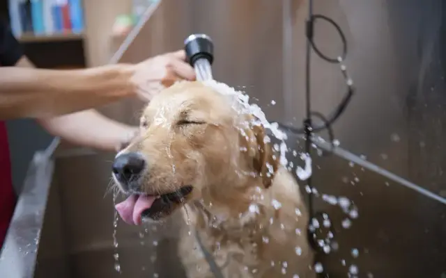 Milly's Paw Spa in Monmouth Junction, NJ