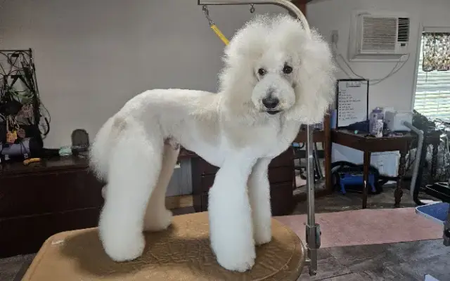 Fancy Fluff Grooming in San Angelo, TX