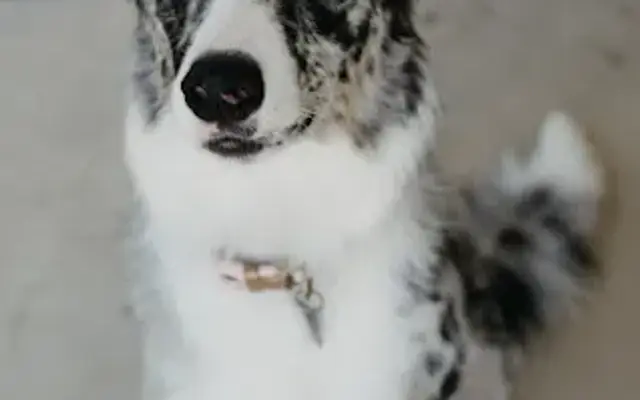 Fluff & Buff Grooming in Adrian, MI