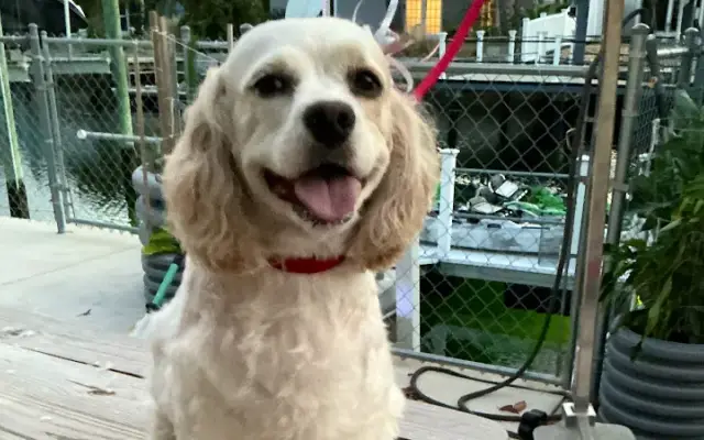 Pawsitive Vibes Grooming by Melissa in Spring Hill, FL