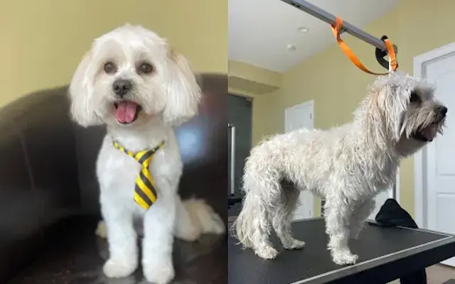 PetsPets in Chicago, IL
