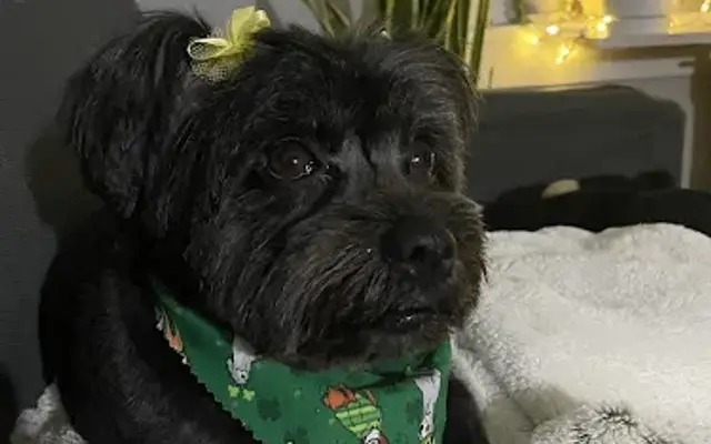 Dapper Dog in New Windsor, NY