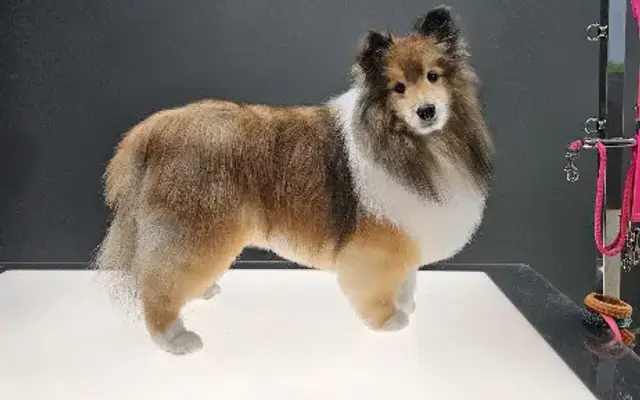 The Canine Center in Westerville, OH
