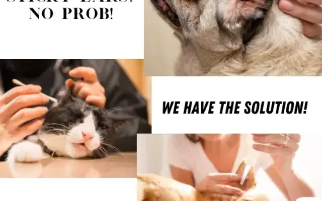 Paw Pedis, LLC in Peoria, AZ