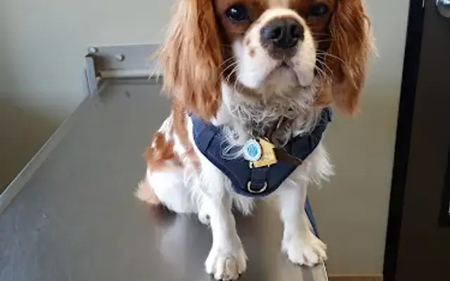 All Paws Riverside Animal Hospital in Riverside, CA