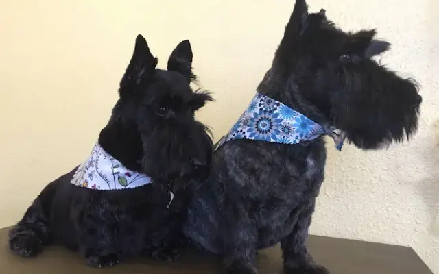 Stylin' Hounds in Renton, WA