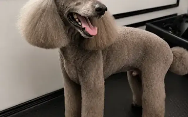 Divine Dogs Mobile Pet Grooming in Lady Lake, FL