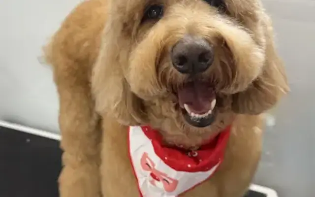 Puppy Pamper Grooming in St Johns, FL