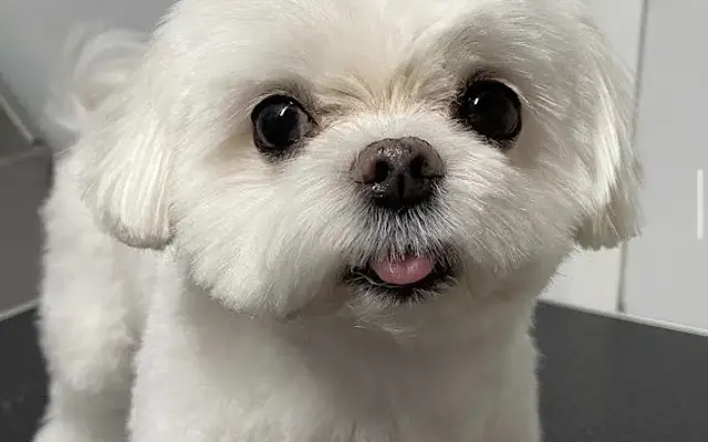 The Parlour Express Mobile Grooming in Marietta, GA