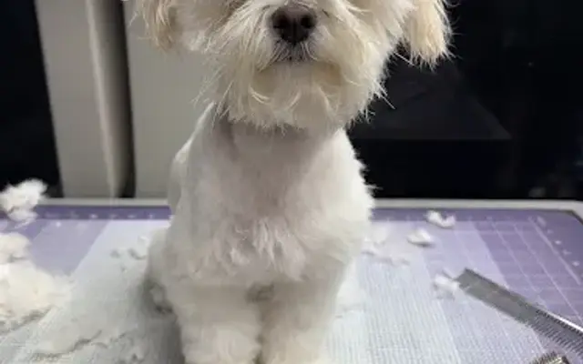 Me, My Dog & I | Grooming on Wheels in Whittier, CA