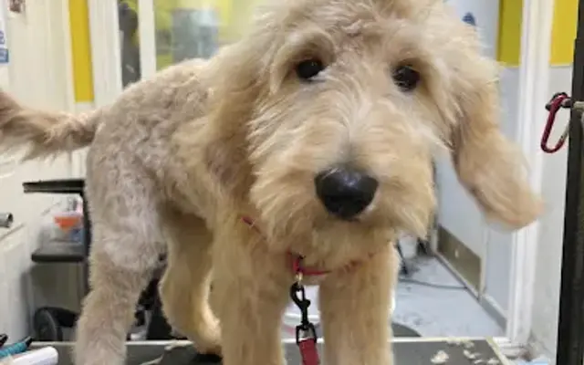 Le Chien Fortune Dog Grooming Spa in Millbrae, CA