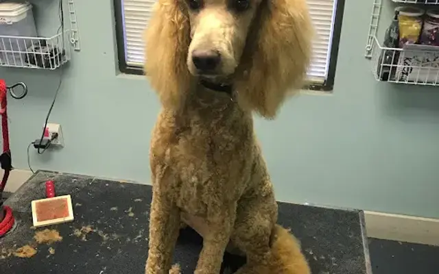 Pink Poodle Pet Salon in Fairview Heights, IL