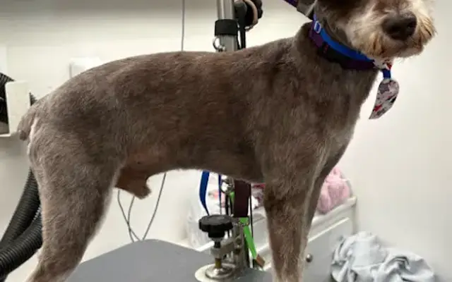 Maverick Mobile Grooming in Spring, TX