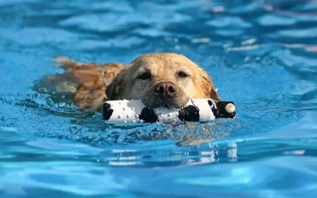 Animal Friends' Pampered Paws in Bealeton, VA