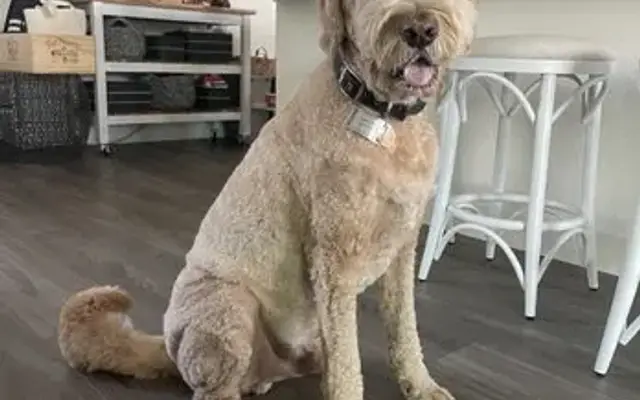 Dixie's Paws & Claws in Woodland, CA