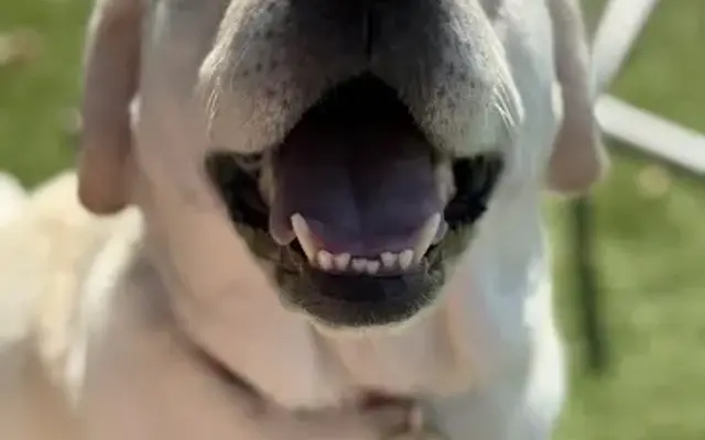 Barks And Bubbles Dog Grooming Salon in Humble, TX