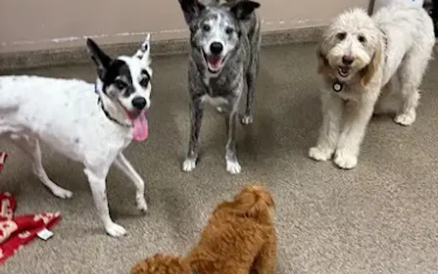 Shore Doggs Inc in Long Beach, CA