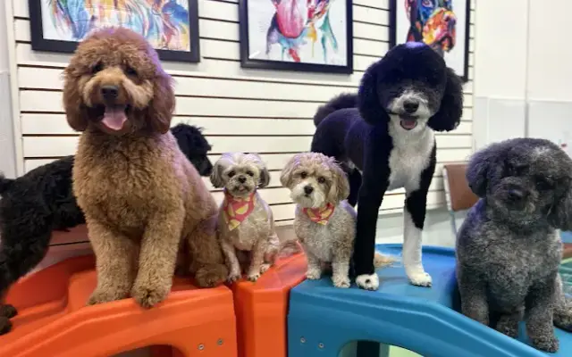 Muddy Pups Pet Grooming and Doggy Daycare in Midland, MI