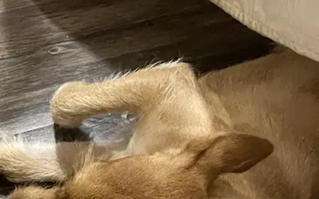 PetSmart Grooming in San Antonio, TX