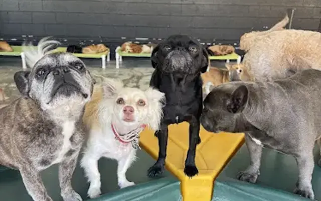 West LA Dogs- Small Dog Building in Los Angeles, CA