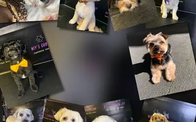 Niy's Grooming Lab in Clifton, NJ