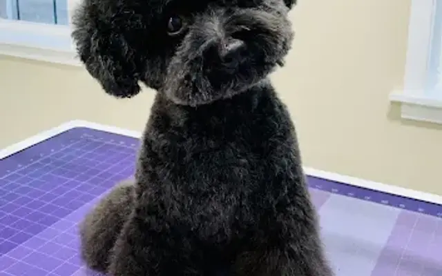 Amanda's Grooming Paw-ridise in Chandler, IN