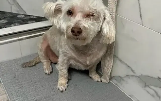 Art's Grooming & Pet Supplies in San Fernando, CA