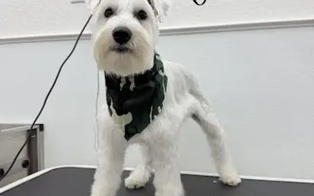 Happy Tails in San Antonio, TX