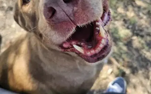 Barking Bows Grooming & Boarding in Celina, TX