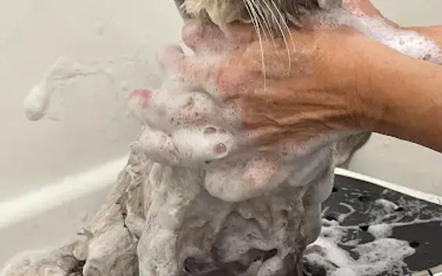 Sitting Pretty Mobile Grooming in Cape Coral, FL
