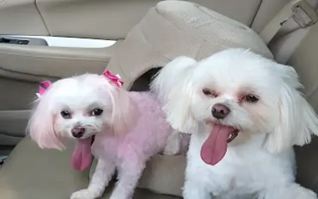 Head To Tail Pet Groomers in Franklinton, LA
