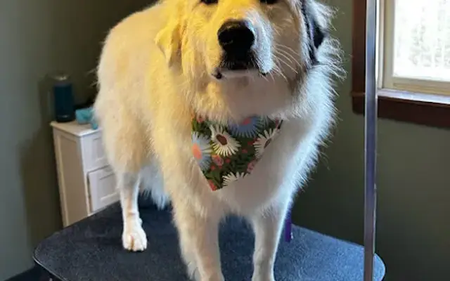 Wiggles & Wags Pet Grooming in Petoskey, MI
