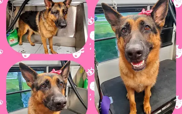 Becky's Furbaby Styling, LLC in Somerset, NJ