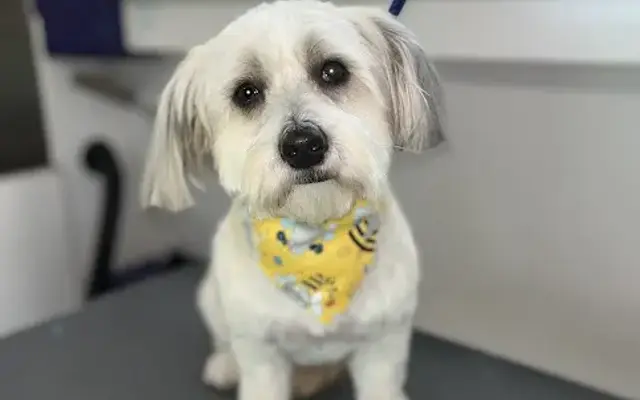 Bow Wow Pet Grooming LLC in Lacombe, LA