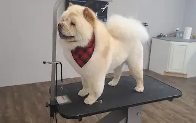 Kiings Grooming and Self wash in Belle Plaine, MN