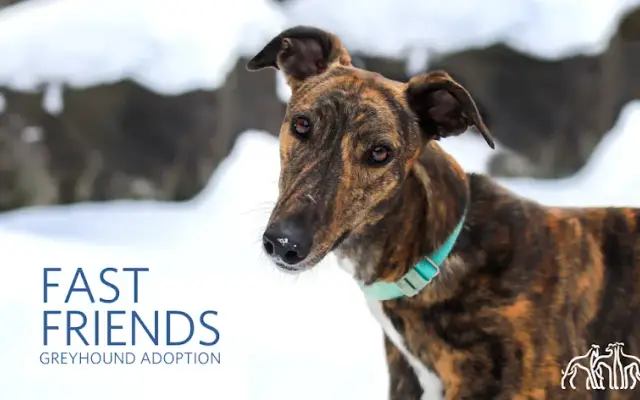 Fast Friends Greyhound Adoption in Swanzey, NH
