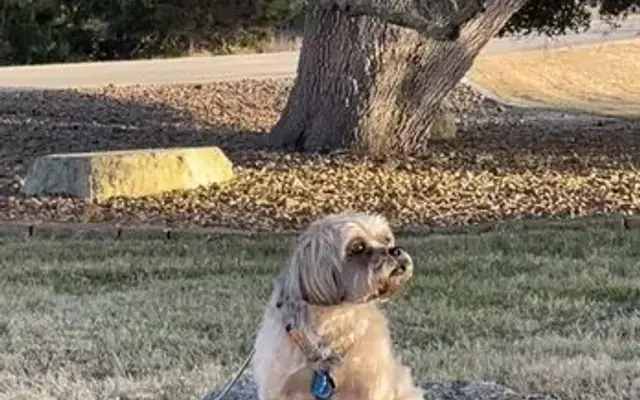 Pet Galaxy in Spring Branch, TX