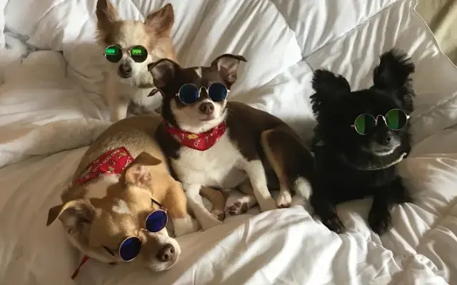 Hippie Hounds Spaw in Bonita Springs, FL