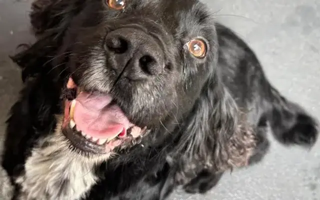 Dirty Dawg Grooming in Virginia Beach, VA