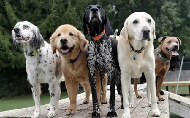 Camp K9 Pet Resort & Day Camp in Madison, WI